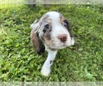 Small #10 Cocker Spaniel