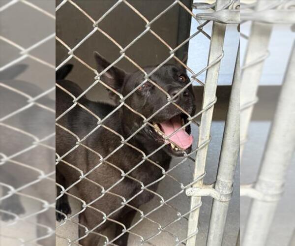 Medium Photo #1 German Shepherd Dog-Unknown Mix Puppy For Sale in San Bernardino, CA, USA