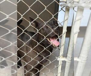 German Shepherd Dog-Unknown Mix Dogs for adoption in San Bernardino, CA, USA