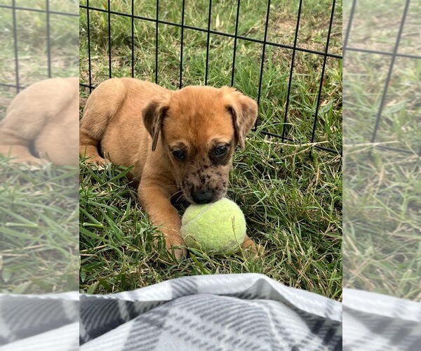 Medium Photo #1 Great Dane-Unknown Mix Puppy For Sale in Bullard, TX, USA