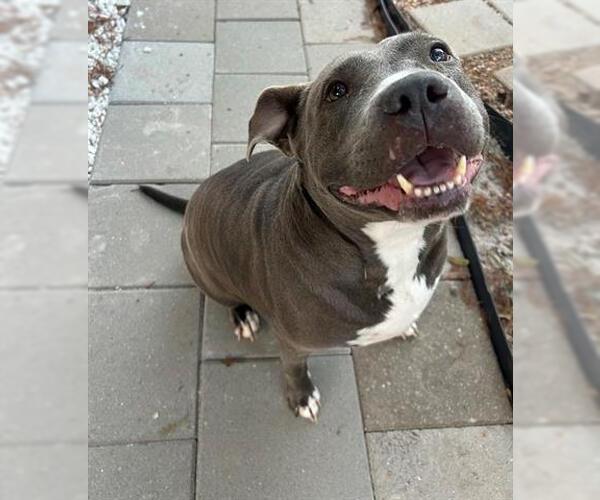 Medium Photo #1 American Pit Bull Terrier Puppy For Sale in Houston, TX, USA