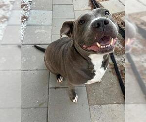 American Pit Bull Terrier Dogs for adoption in Houston, TX, USA