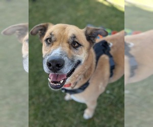 Boxer-Unknown Mix Dogs for adoption in El Centro, CA, USA
