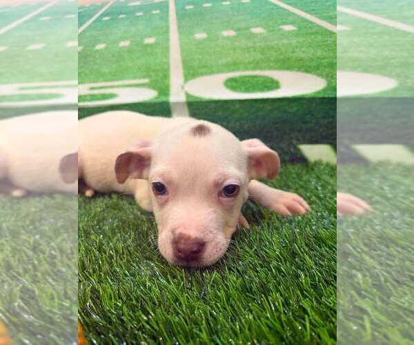 Medium Photo #2 Mutt Puppy For Sale in New York, NY, USA