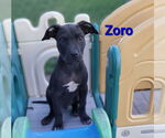 Small #1 American Pit Bull Terrier Mix