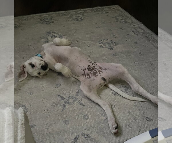 Medium Photo #18 Mutt Puppy For Sale in Brooklyn Center, MN, USA