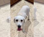 Small #1 Poodle (Miniature)