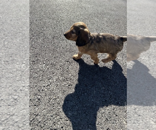 Medium Photo #4 Dachshund Puppy For Sale in MONETA, VA, USA