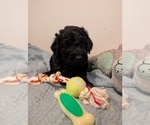 Small Photo #12 Goldendoodle Puppy For Sale in ASHFORD, WA, USA