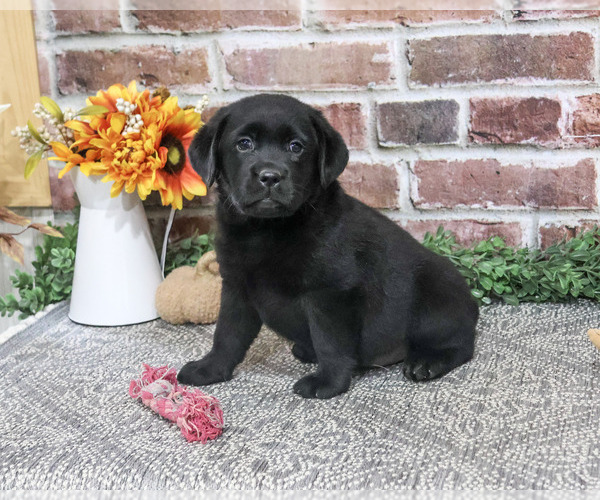 Medium Photo #5 Labrador Retriever Puppy For Sale in SYRACUSE, IN, USA
