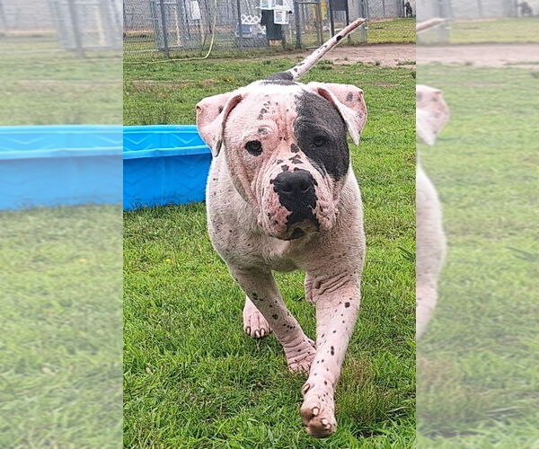 Medium Photo #4 American Bulldog-Unknown Mix Puppy For Sale in Virginia Beach, VA, USA
