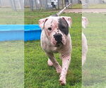 Small #3 American Bulldog Mix