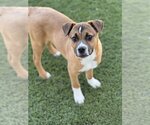 Small Photo #6 Boxer-Unknown Mix Puppy For Sale in Dana Point, CA, USA