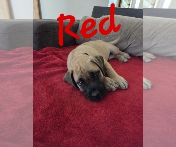 Medium Photo #1 Mastiff Puppy For Sale in WALNUT COVE, NC, USA