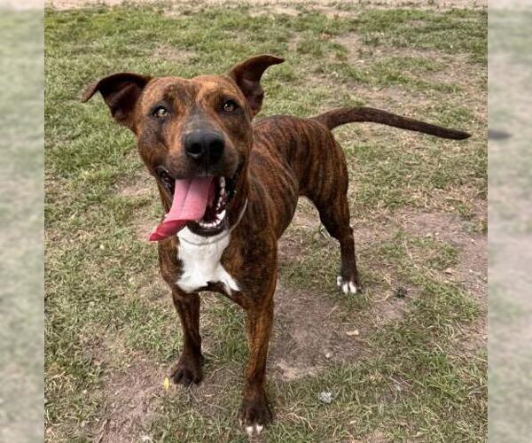 Medium Photo #2 Labrador Retriever-Unknown Mix Puppy For Sale in Conroe, TX, USA