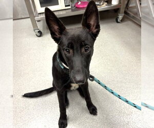 JUNE - Female German Shepherd Dog Dog for Adoption - Photo #2
