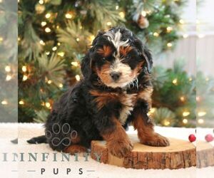 Bernedoodle (Miniature) Puppy for sale in NARVON, PA, USA