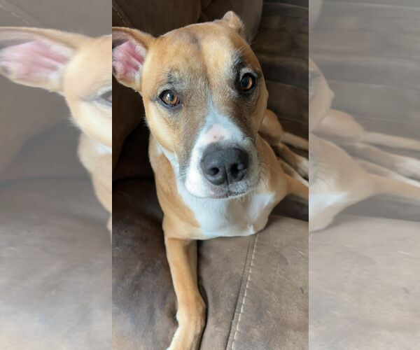 Medium Photo #2 American Pit Bull Terrier-Unknown Mix Puppy For Sale in Holly Springs, NC, USA