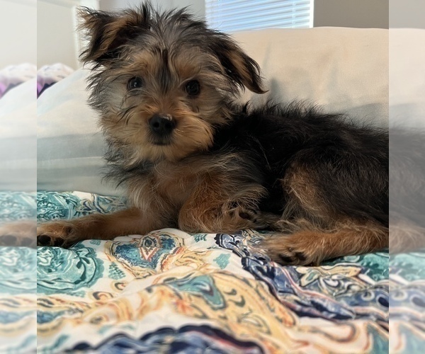 Medium Photo #1 Yorkshire Terrier Puppy For Sale in WILLIS, TX, USA