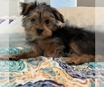 Small Photo #1 Yorkshire Terrier Puppy For Sale in WILLIS, TX, USA