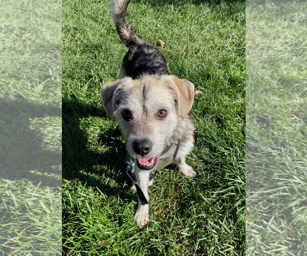 Medium Photo #3 Mutt Puppy For Sale in Davis, CA, USA