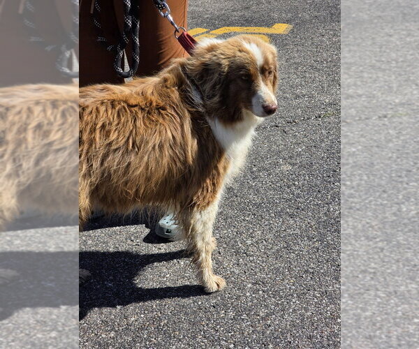Medium Photo #3 Australian Shepherd Puppy For Sale in Aurora, IN, USA