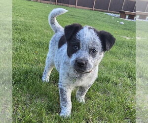 Mutt Dogs for adoption in Fargo, ND, USA