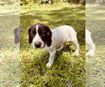 Small Photo #5 German Shorthaired Pointer Puppy For Sale in SARASOTA, FL, USA