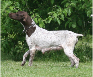 Mother of the German Shorthaired Pointer puppies born on 05/07/2021