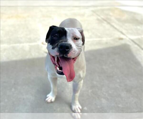 Medium Photo #2 American Bulldog-Unknown Mix Puppy For Sale in Martinez, CA, USA