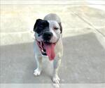 Small #1 American Bulldog Mix