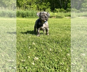 Medium American Bully