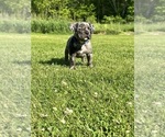 Puppy Lola ukc American Bully