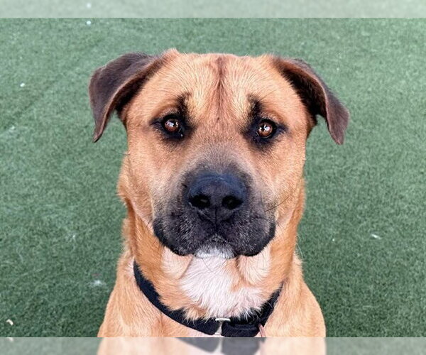 Medium Photo #5 Mutt Puppy For Sale in Martinez, CA, USA