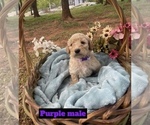 Small #2 Goldendoodle