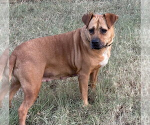 Gracie (TX) - Female Boxador Dog for Adoption - Photo #9