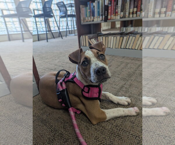 Medium Photo #7 Boxer-Unknown Mix Puppy For Sale in Calhoun, GA, USA