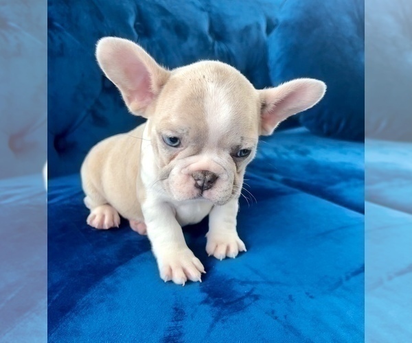 Medium Photo #13 French Bulldog Puppy For Sale in NASHVILLE, TN, USA
