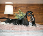 Small #2 Basset Hound