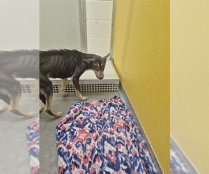 Mutt Dogs for adoption in Temple, TX, USA