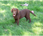 Small #2 Labrador Retriever