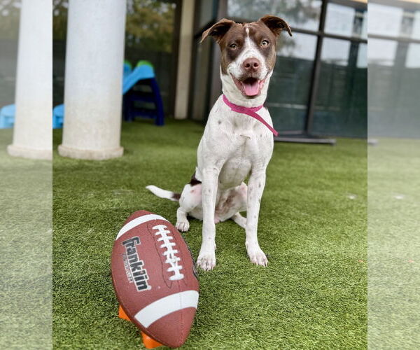 Medium Photo #3 Colonial Cocker Spaniel-Unknown Mix Puppy For Sale in HOUSTON, TX, USA