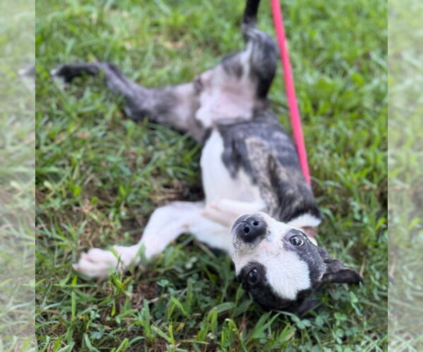 Medium Photo #5 Boston Terrier Puppy For Sale in Yardley, PA, USA
