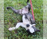 Small #4 Boston Terrier