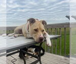 Small #7 American Pit Bull Terrier Mix