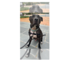Small #12 Great Dane Mix