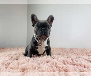 French Bulldog Puppy for sale in LOCUST GROVE, GA, USA