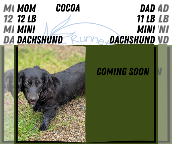 Medium Photo #6 Dachshund Puppy For Sale in GOSHEN, IN, USA