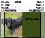 Small #5 Dachshund