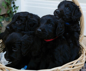 Goldendoodle Puppy for sale in YUCAIPA, CA, USA